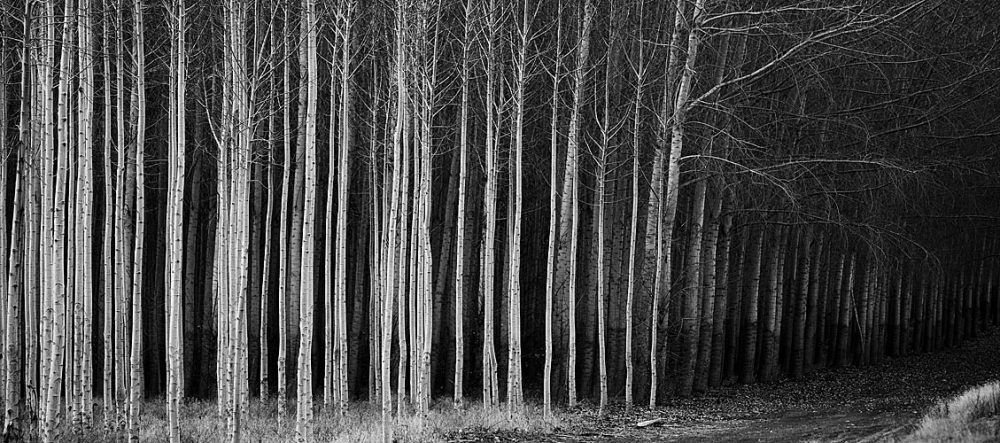 cottonwoods_near_hermiston