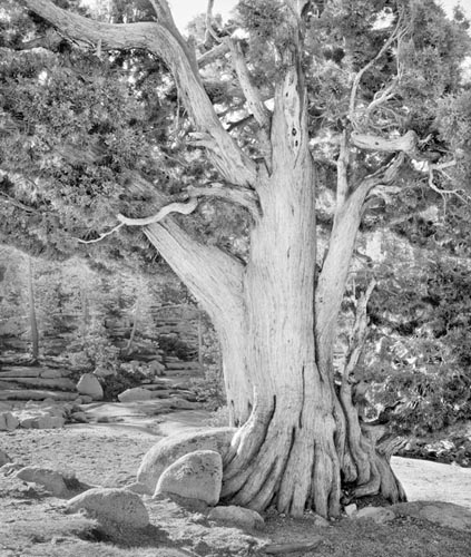 olmsted_juniper