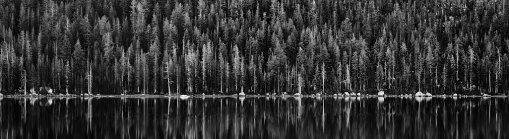 tenaya_lake_trees