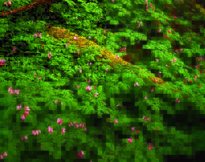 bleeding_heart
