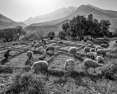 boy_and_sheep_Oulad_Ali