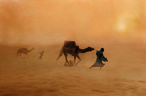 camels_dust_storm_india