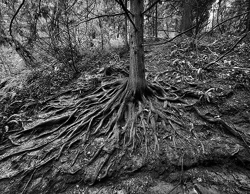 hemlock_tree_arboretum