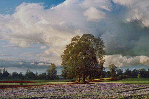 hydrangeas_sauvie_island1