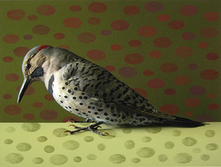 northern_flicker_red