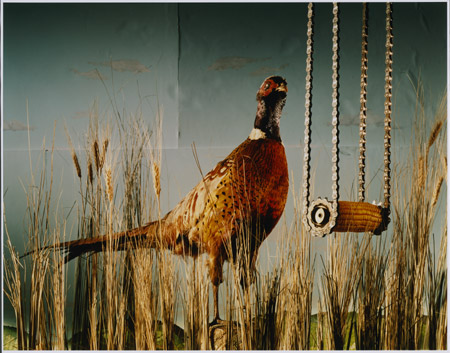 pheasant