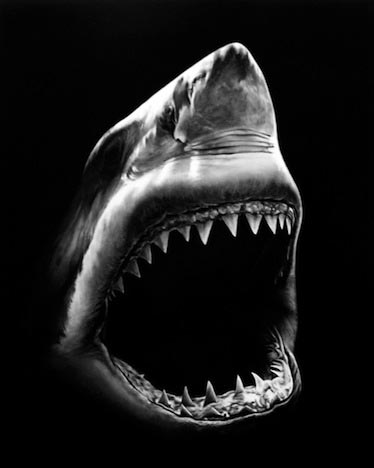 shark_5a