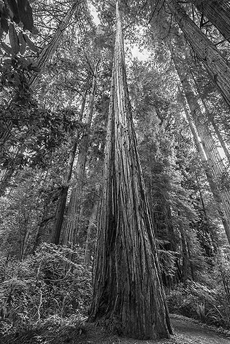 tall_redwood_stout_grove