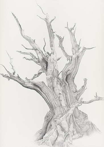 tree_01