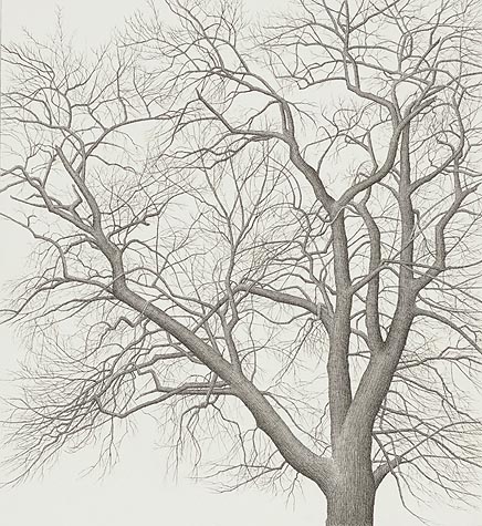 tree_20