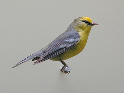 Golden Winged Warbler1