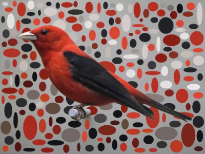 Scarlett Tanager Ellipses Masked1