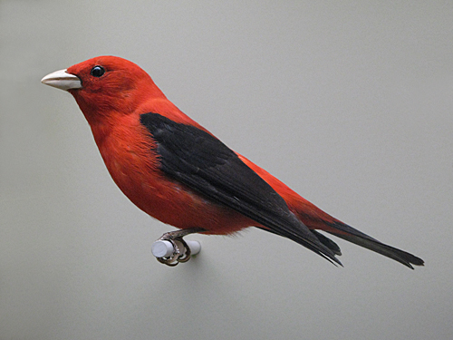 Scarlett Tanager1