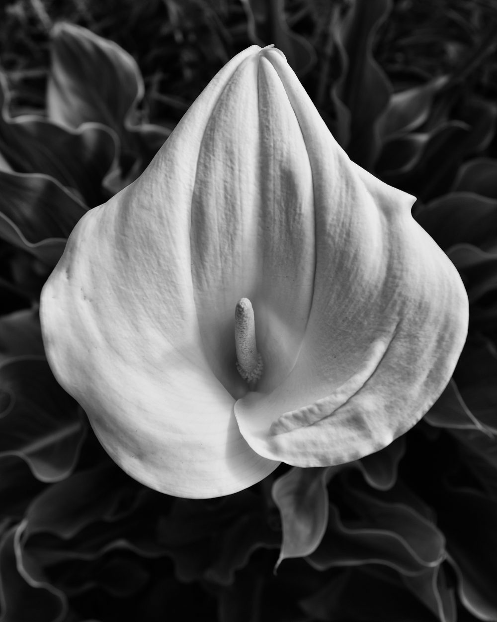 Calla Lily 31062