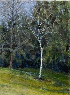 birch sapling