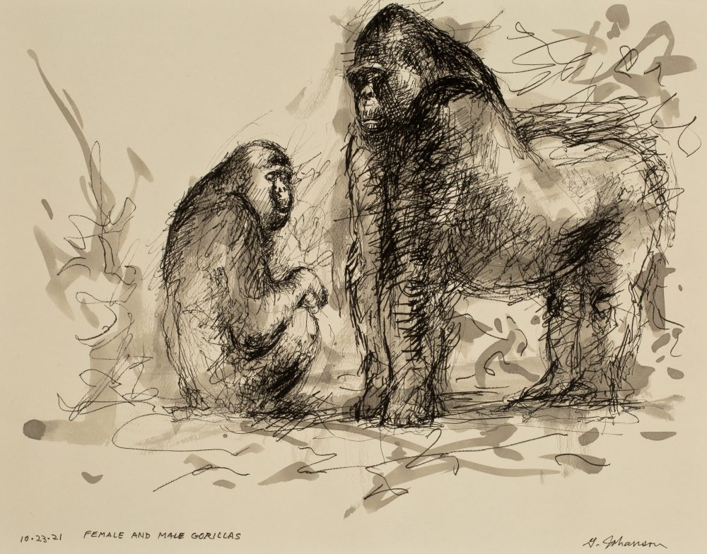 female and male gorillas
