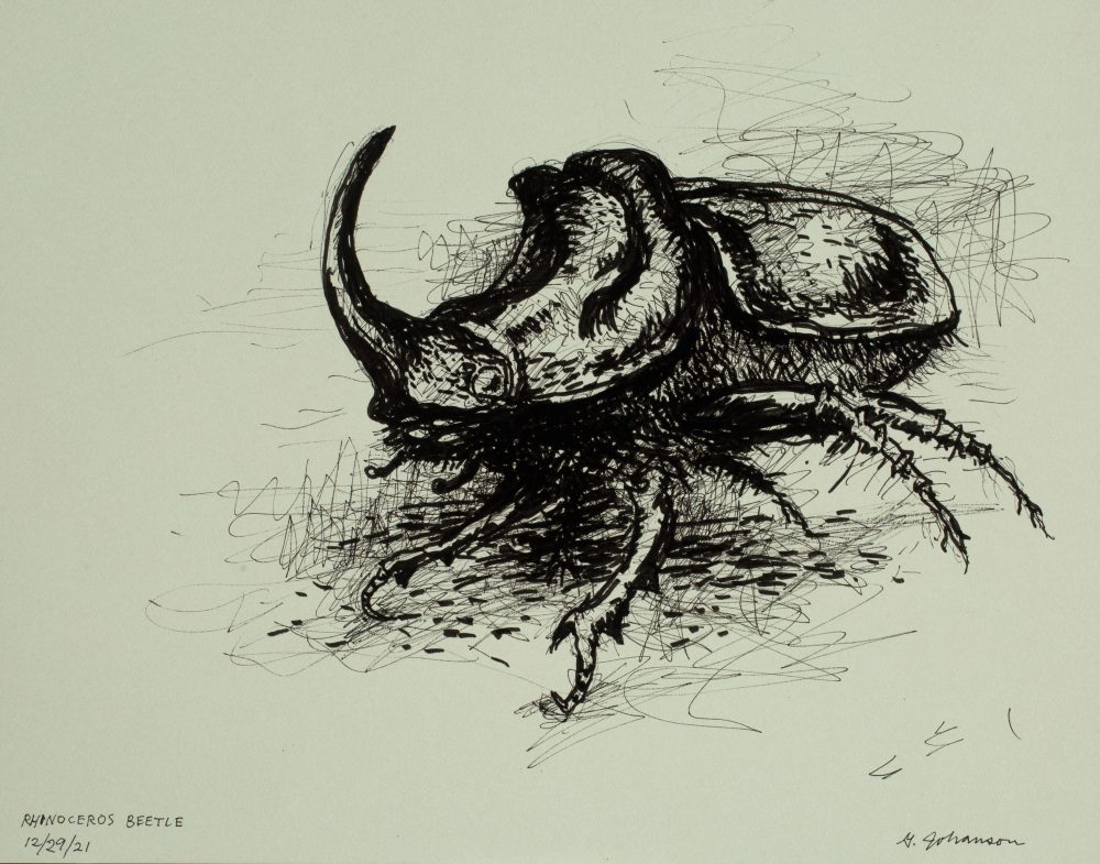 rhinoceros beetle