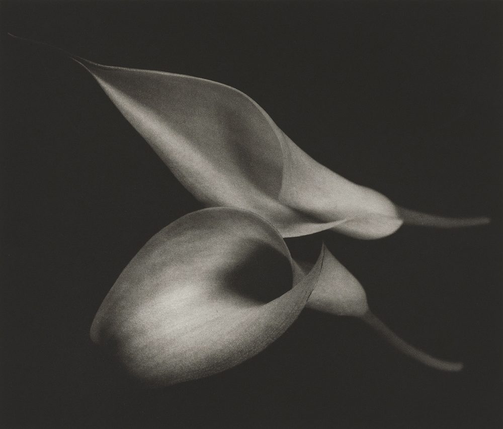 Calla Lily