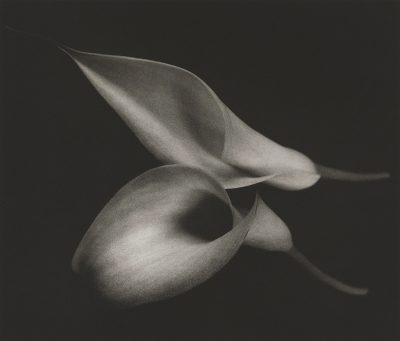 Calla Lily