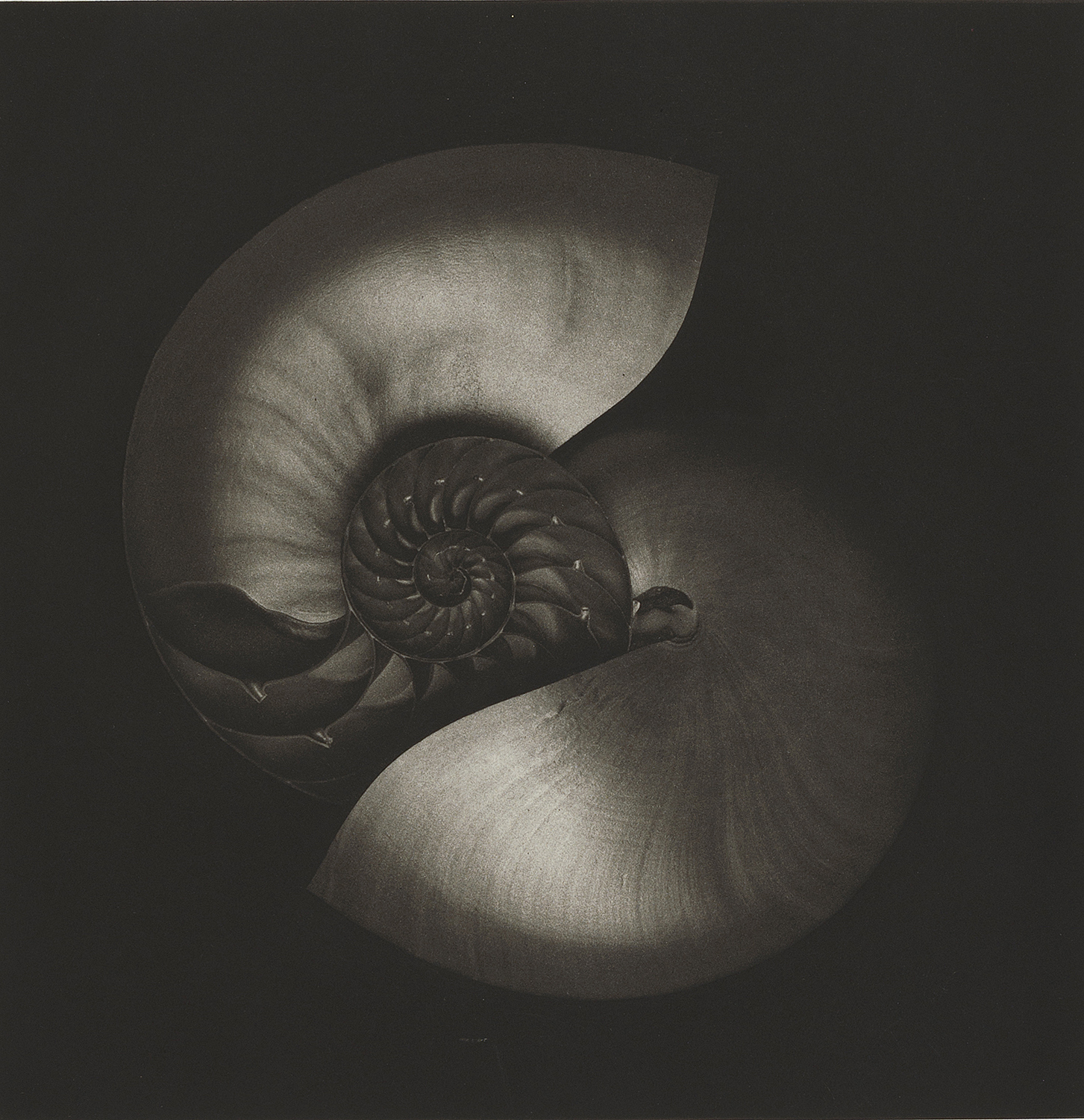 NAUTILUS #1 - Augen Gallery