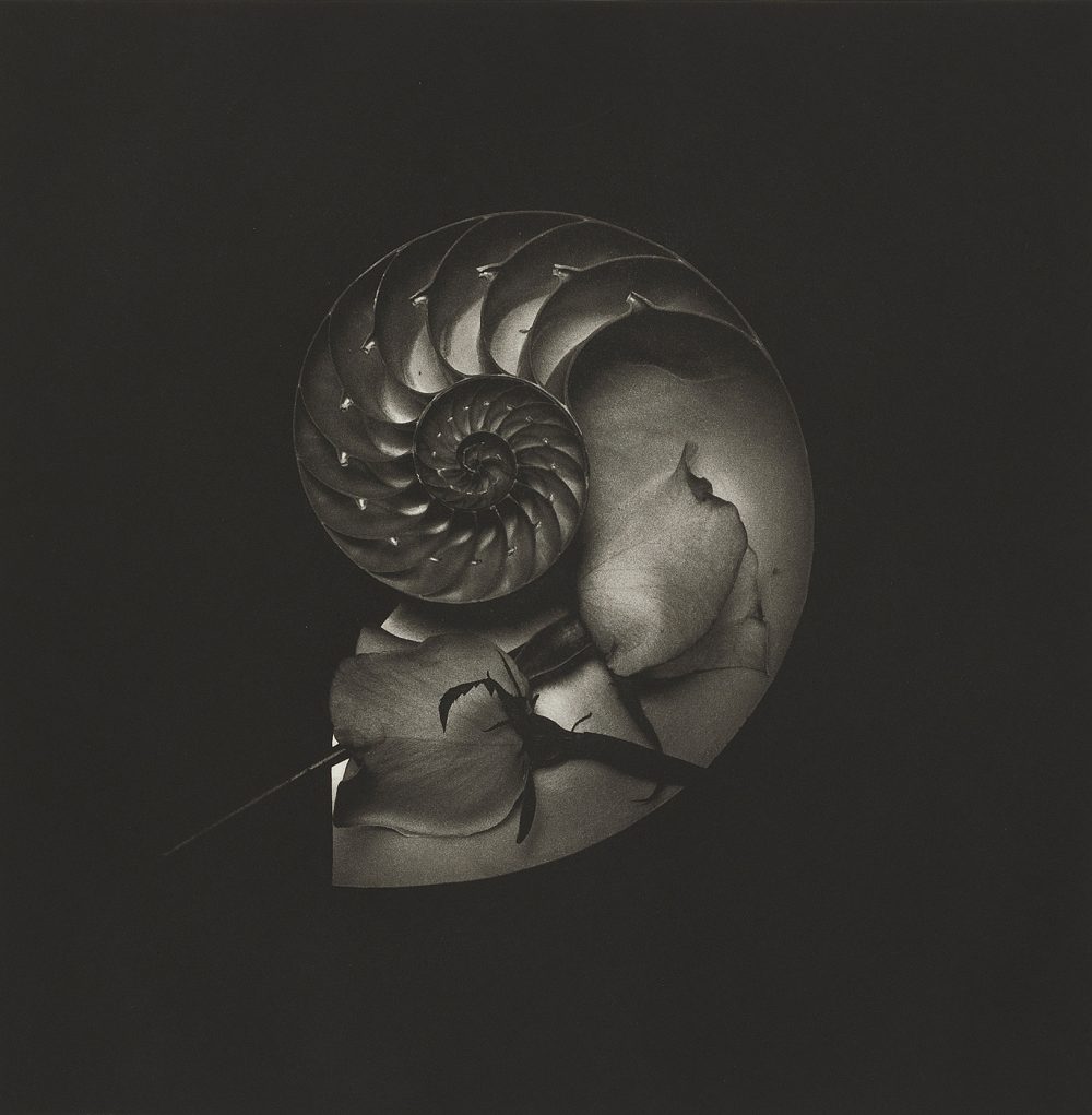 Nautilus 2