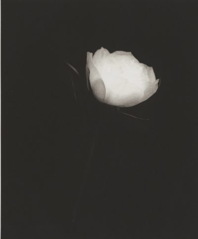 White Rose