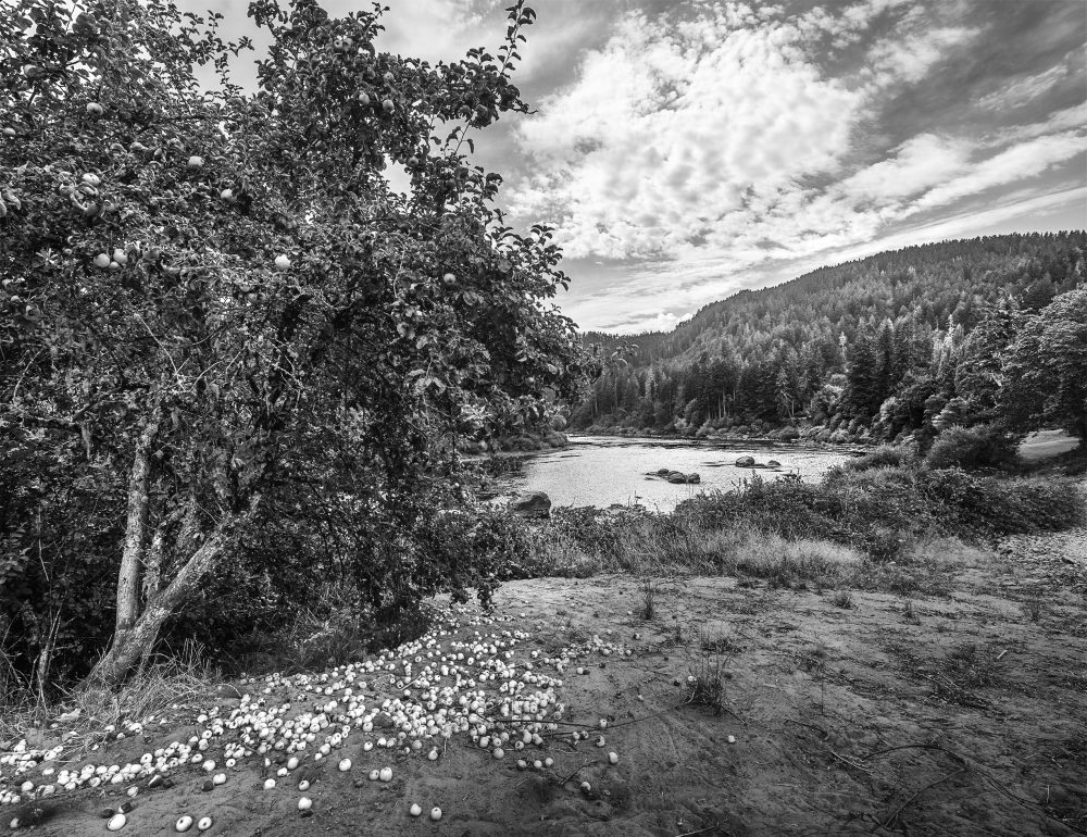 Apples, Umpqua River, Oregon #4-9103