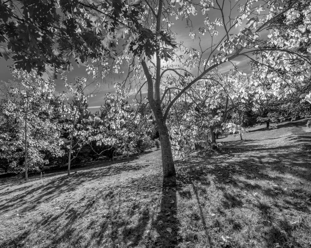 Catalpa Tree #4-6705