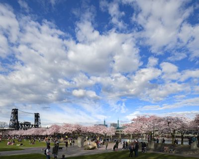 Cloudy with a Chance of Cherry Blossoms #5-1760-59