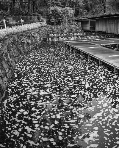 Entry Pond, Japanese Gardens Vertical #4-5655