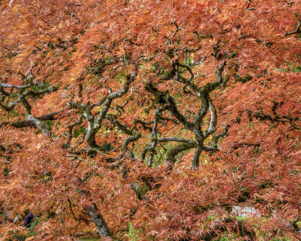 Maple (detail), Japanese Gardens #4-9753