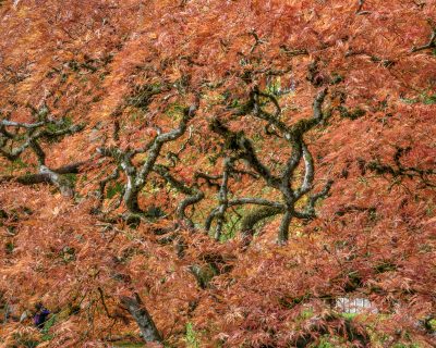 Maple (detail), Japanese Gardens #4-9753