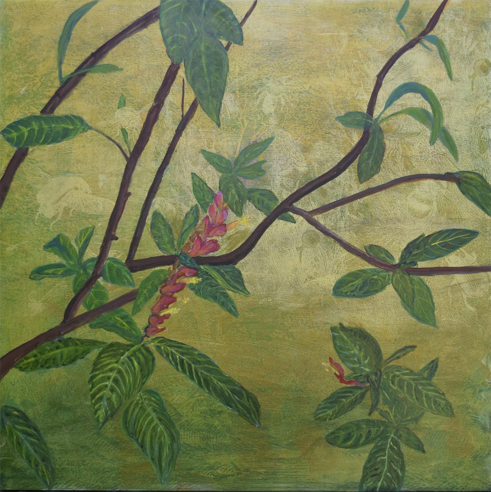 Sanchezia Flowers
